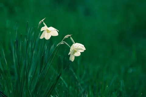 Blooming daffodils in spring Stock Photos