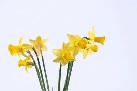Blooming daffodils stand on a table Stock Photos