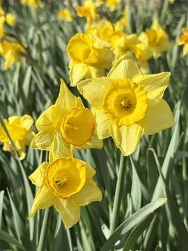Blooming Daffodils Symbol of Spring Stock Photos