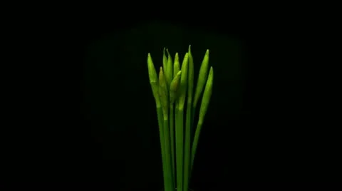 Blooming daffodils wide shoot Stock Footage 10825248