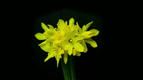 Blooming daffodils wide shoot reverse Stock Footage 10825255