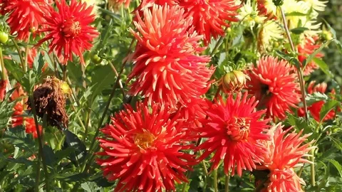 Blooming Dahlia Stock Footage 73102142