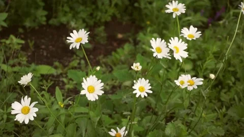 Blooming daisies on a background of green grass, a symbol of the holiday of the Stock Footage 156324892