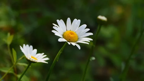 Blooming  daisies blowing gently in the wind. Видео 107148106