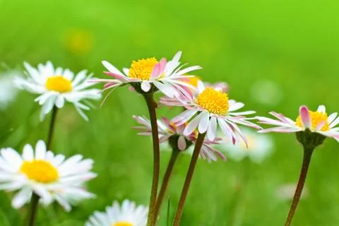 Blooming daisies close up Stock Photos