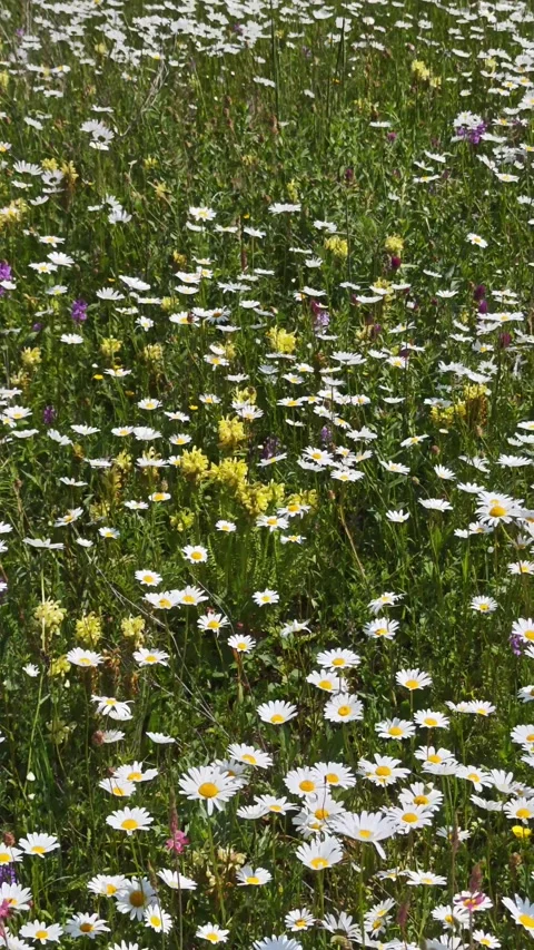 Blooming daisies covering vast fields in a mountainous landscape Vidéo 315359455