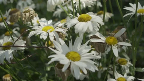 Blooming daisies in a field in summer Stock Footage 148165353