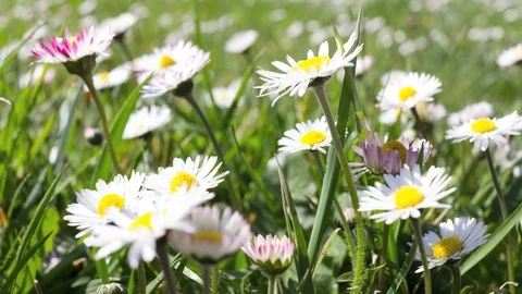 Blooming daisies flowers motion time lapse 4K, spring, life, sunlight Video stock 73568183