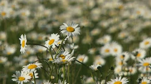 Blooming daisies Video stock 21946750