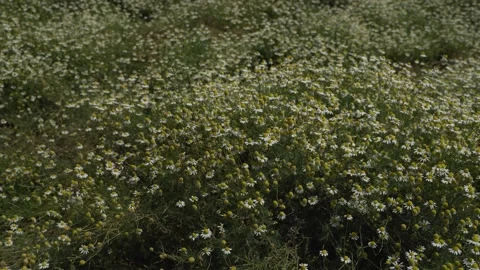 Blooming daisies. General plan Field of flowers on a sunny summer day Stock Footage 134690650