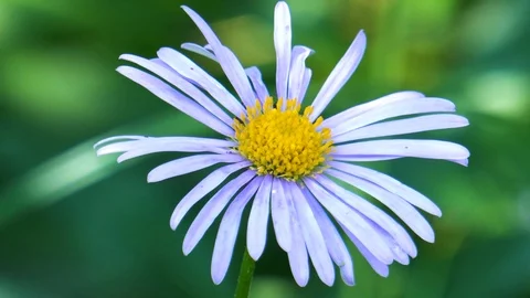 Blooming daisies on green Stock Footage 111414203