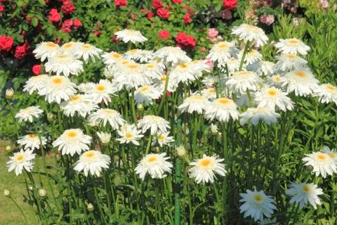 Blooming daisies Stock Photos