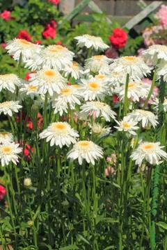 Blooming daisies Stock Photos