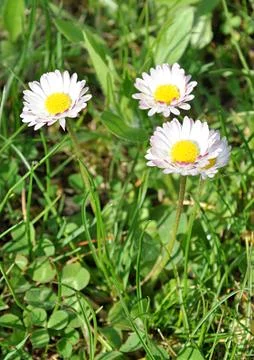 Blooming daisies Stock Photos