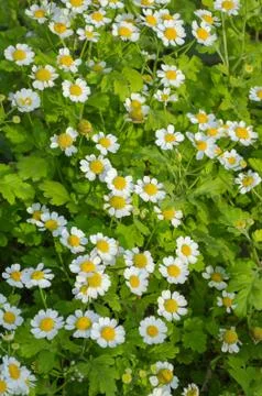 Blooming daisies Stock Photos