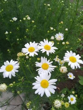 Blooming daisies Фото