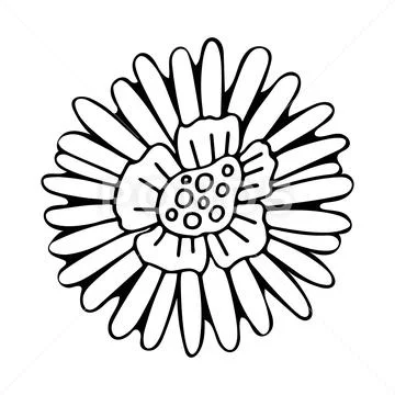 Blooming daisy flower bud line art. Doodle natural plant. Garden