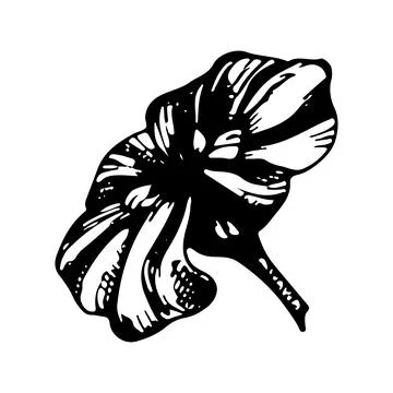 Blooming daisy flower bud. Vector linear illustration. Black and white graphi Stock Illustration