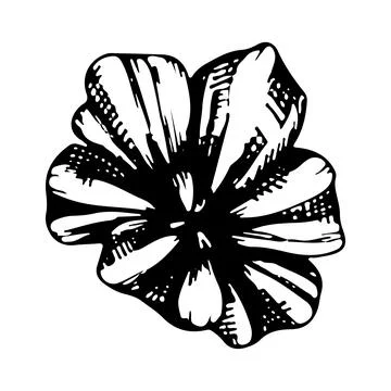Blooming daisy flower bud. Vector linear illustration. Black and white graphi Stock Illustration