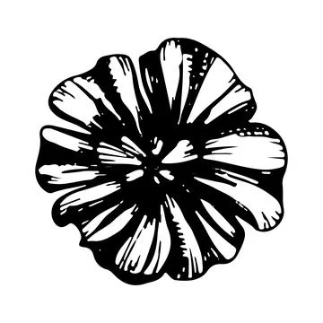Blooming daisy flower bud. Vector linear illustration. Black and white graphi Stock Illustration