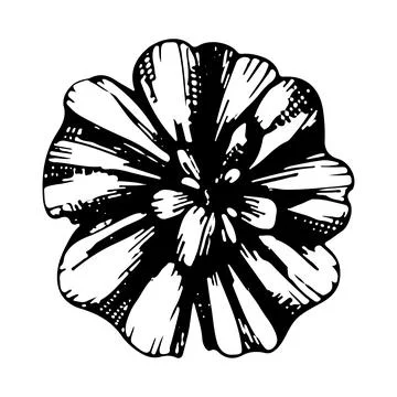 Blooming daisy flower bud. Vector linear illustration. Black and white graphi Stock-Illustration