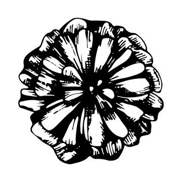 Blooming daisy flower bud. Vector linear illustration. Black and white graphi Stock Illustration