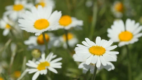 Blooming daisy flowers in the spring field Stock Footage 130319119