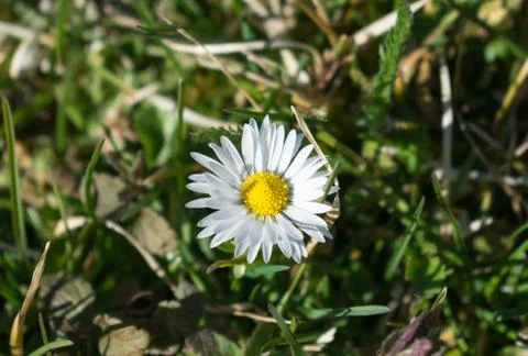 Blooming daisy growing alone through the grass. From top close up. Stock Photos