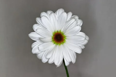 Blooming Daisy Stock Photos