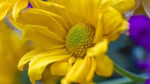 Blooming daisy Stock Photos