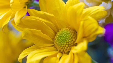 Blooming daisy Stock Photos