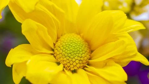 Blooming daisy Stock Photos