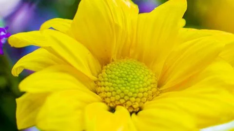 Blooming daisy Stock Photos