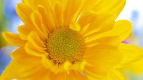 Blooming daisy Stock Photos