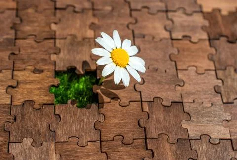 Blooming Daisy: Small Flower Grows in an Empty Puzzle Slot Foto stock