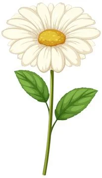 Blooming Daisy Vector Illustration Stock Illustration