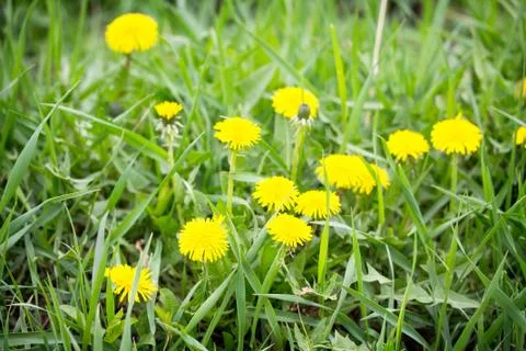Blooming dandelion in bright green grass spring background. Stock Photos