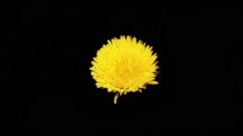 Blooming dandelion close-up time-lapse on a black background Stock Footage 201888543