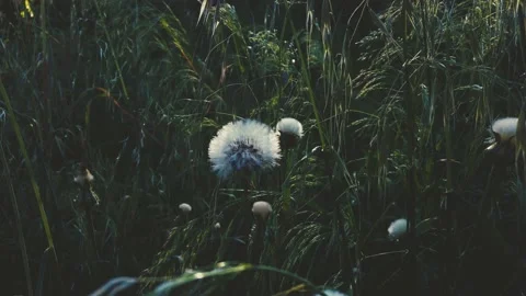Blooming dandelion flower. Stock Footage 132528266
