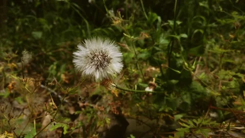 Blooming dandelion flower. Stock Footage 132528884