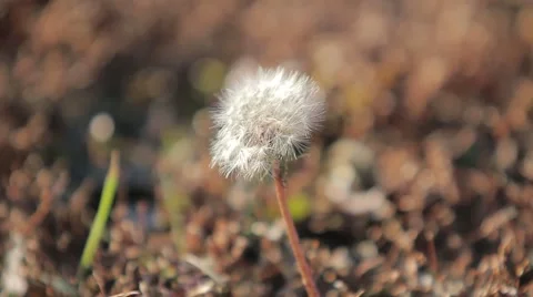 Blooming dandelion Stock Footage 56889483