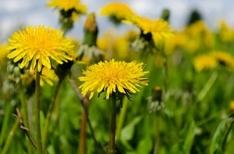 Blooming dandelion meadows Stock Photos