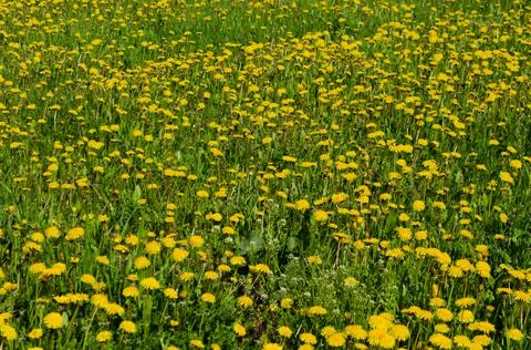Blooming dandelion meadows Stock Photos