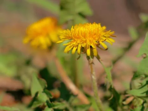 Blooming dandelion Stock Photos