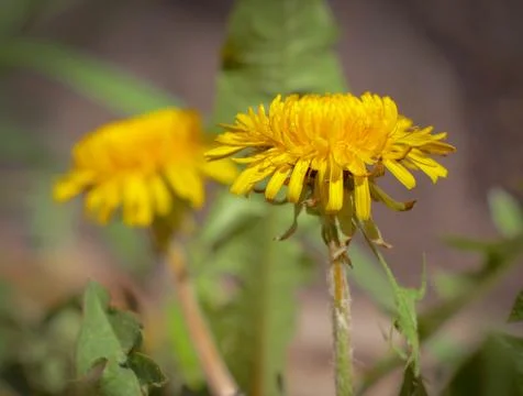 Blooming dandelion Stock Photos