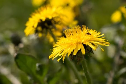 Blooming dandelion. Foto stock