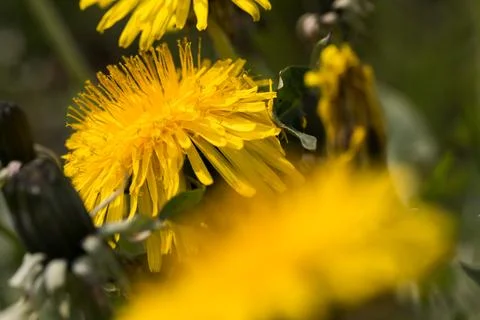 Blooming dandelion. Foto stock