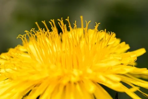 Blooming dandelion. 스톡 사진