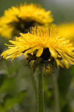 Blooming dandelion. Foto stock