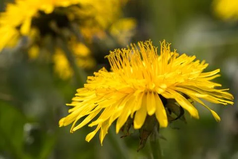 Blooming dandelion. Foto stock
